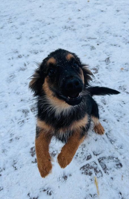 Elfik poleca sie do adopcji