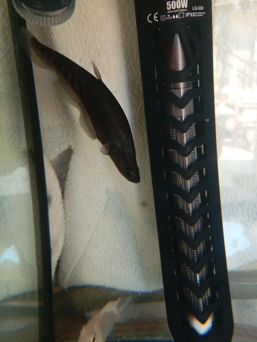 Tenho aqui um peixe faca palhaço para trocar ou venda