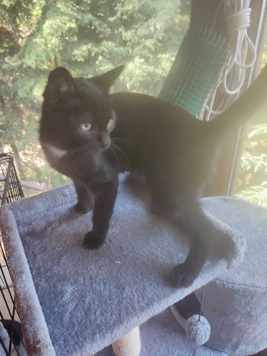 Czarne kocurki 3,5 miesięczne do adopcji