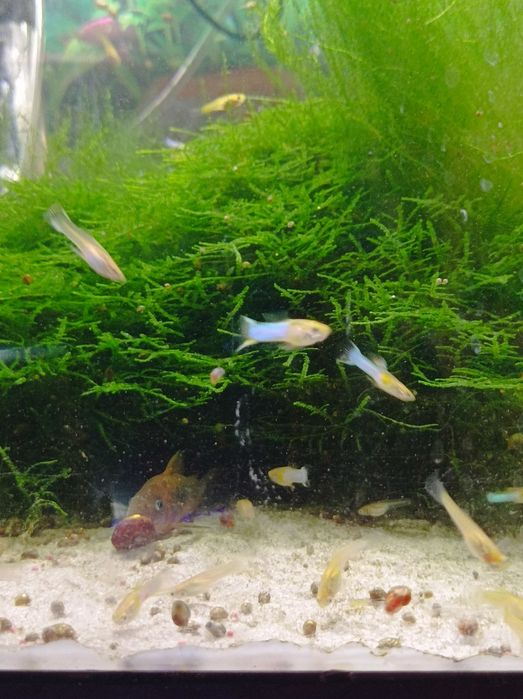 Endler Japan blue gold Lyretail