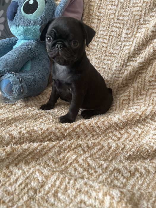 Mops czarny samczyk