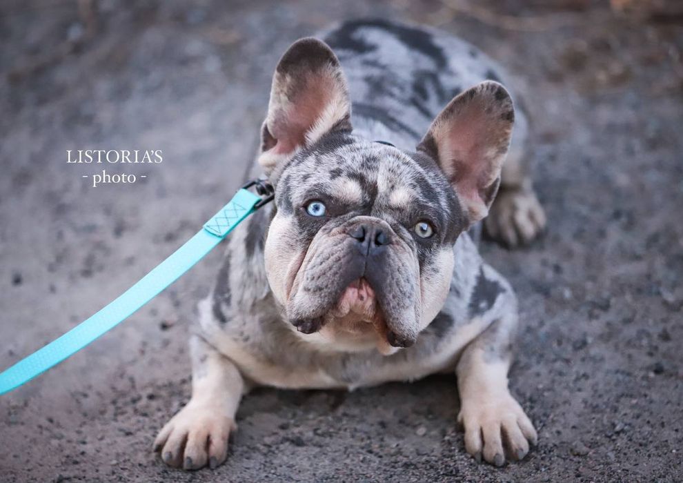 Наречений лілак мерлє тан