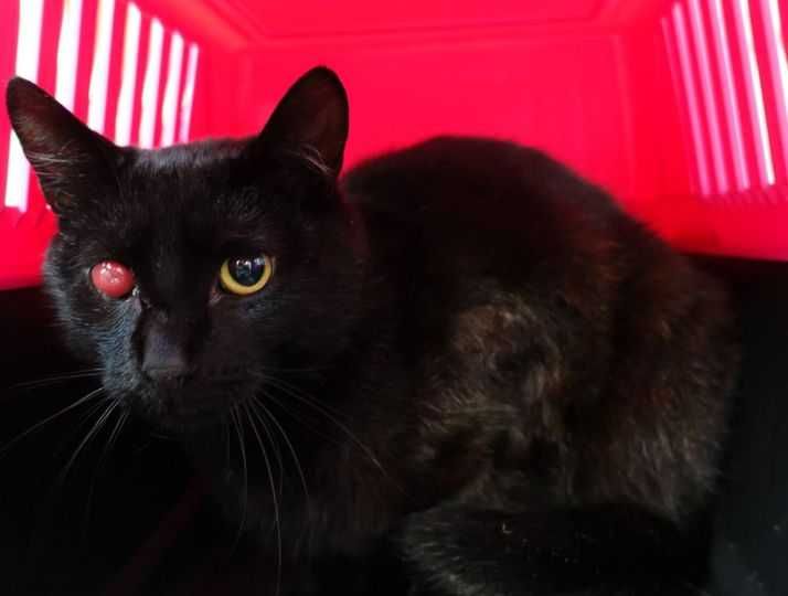 Znaleziono kota - Gdańsk