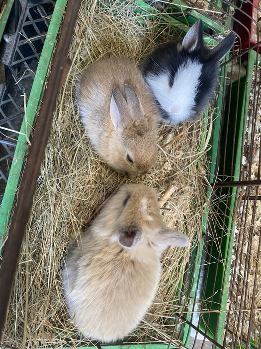 Кролики МИНИ | Все для домашних животных