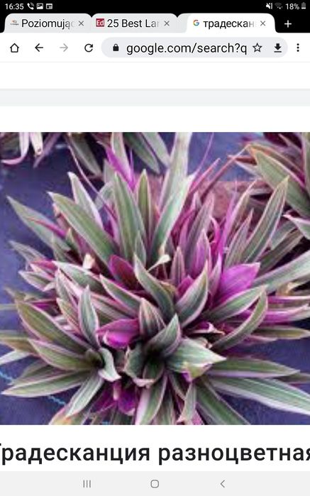 Продаётся традесканция разноцветная