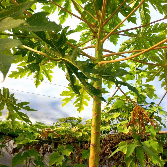 Papaia e Mamão com frutos