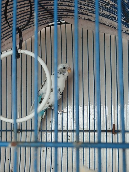 Piriquito femea branca e azul claro