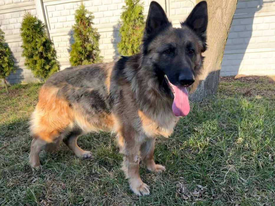 Lunka suczka w typie owczarka niemieciego do adopcji