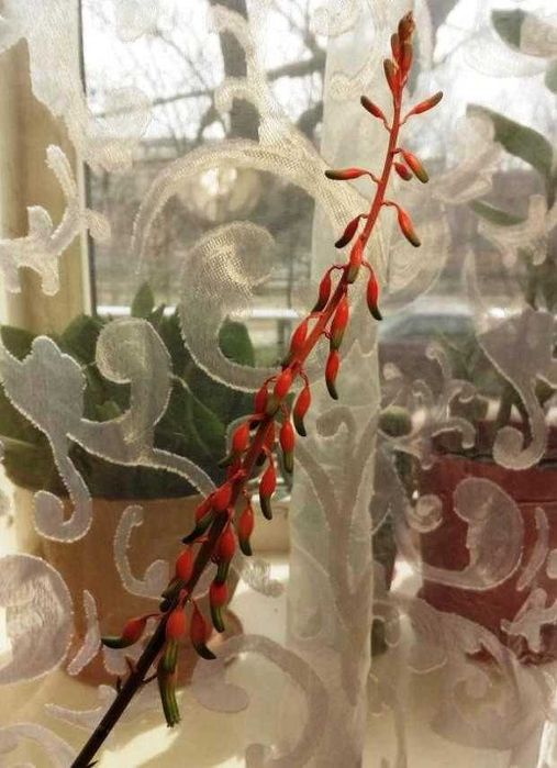 Гастерія карликова (Gasteria liliputana)