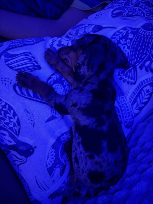 Dachshund Teckel