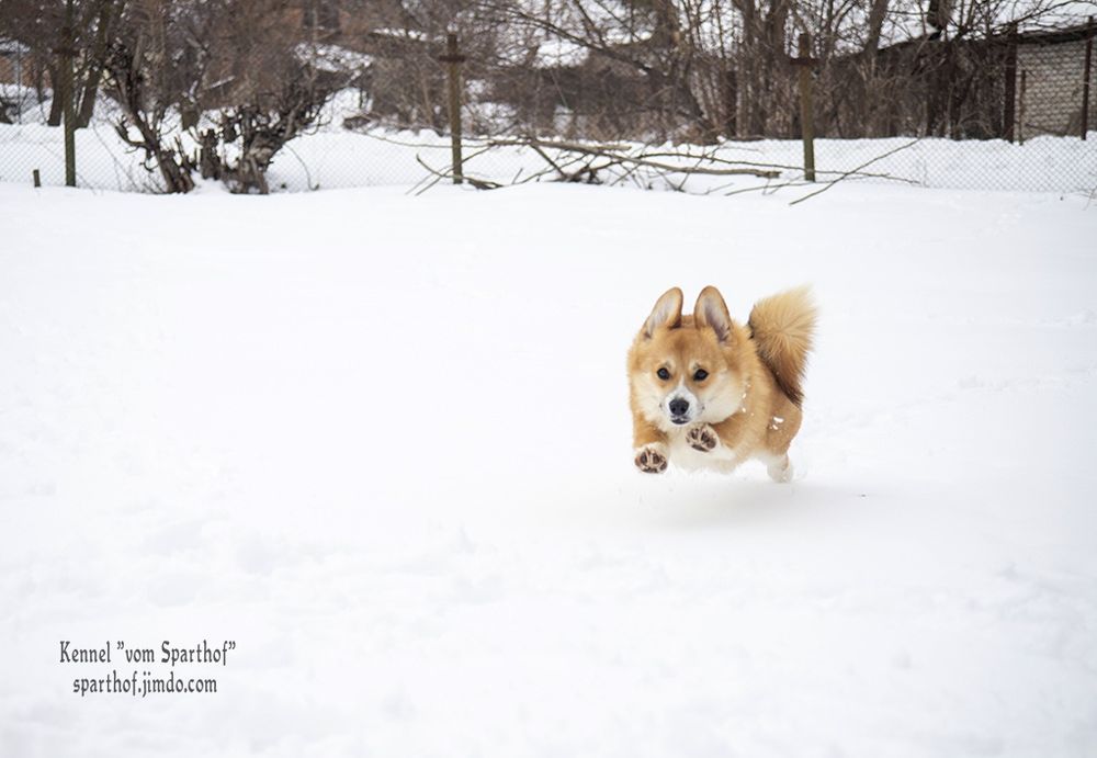 Запальні дівчатка коргі
