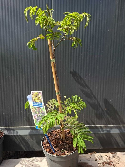 Albicja Czekoladowa 'Summer chocolate' kwitnące drzewko, 50-60cm