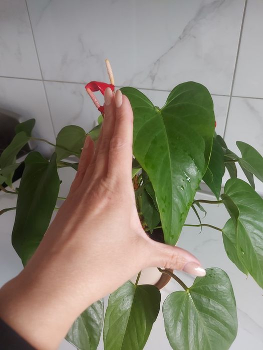 Продам гарні поділки Антуріума.