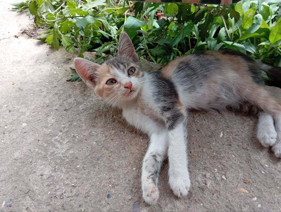 Безкоштовно!! Кошенята грайливі, віддаю в люблячі та турботливі родини