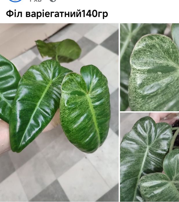 аспарагус бразилія фараон меса