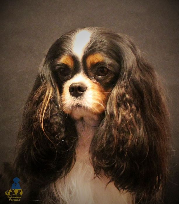 Cavalier King Charles Spaniel FCI suczka blenheim