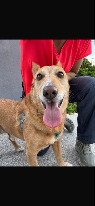 Cão para adoção responsável