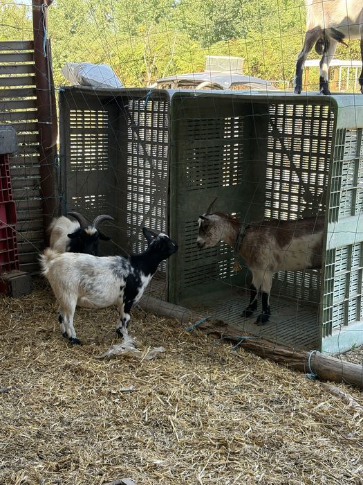 Casal cabras micro anas 1 ano