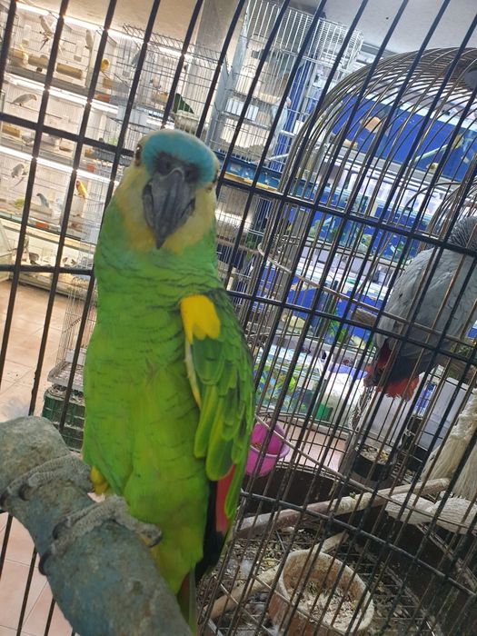 Papagaio aestiva muito bonito