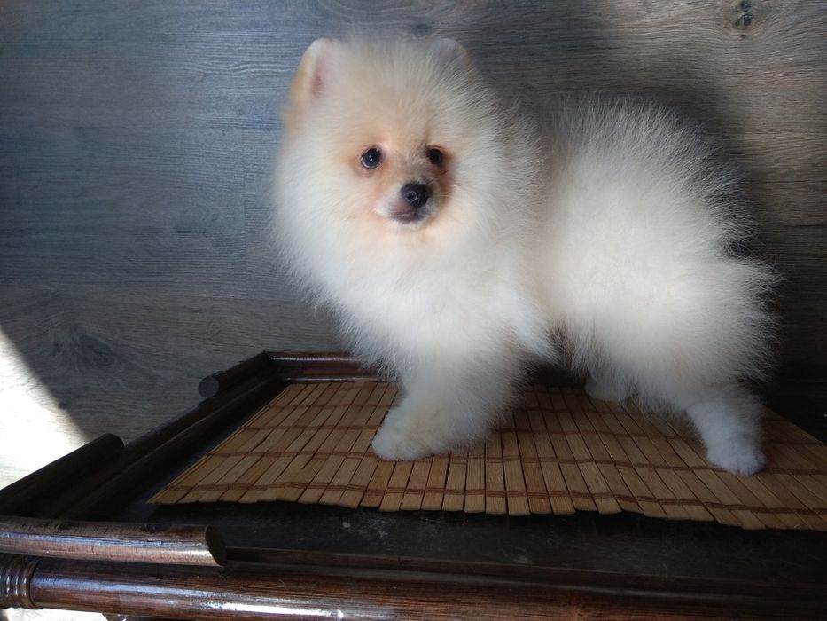 Шпіц померанський