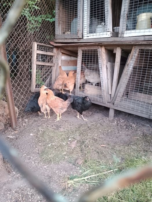 Продам курей та півня