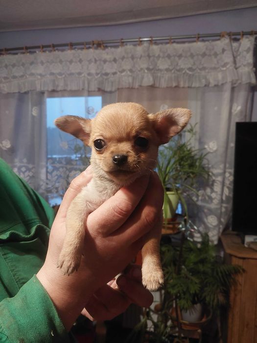 Chihuahua Pieski 2 miesiące