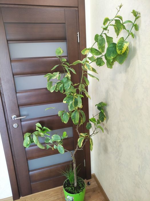 Строкатий.     лимон