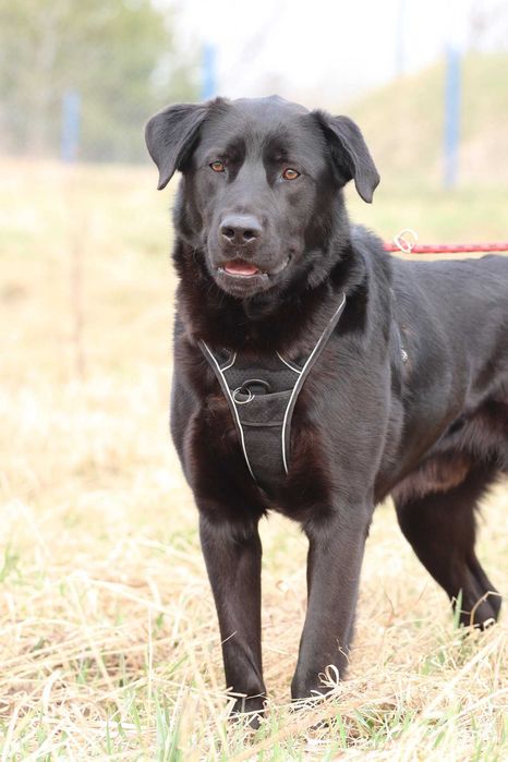 Black – wesoły pies w typie labradora gotowy do adopcji