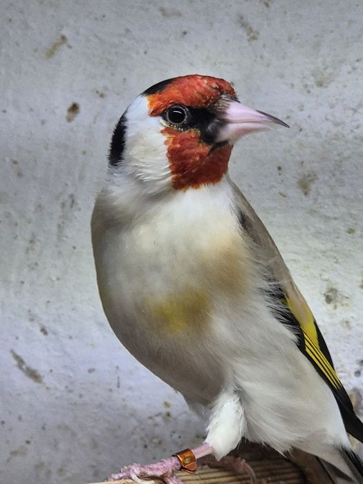 Szczygieł syberyjski Samiec