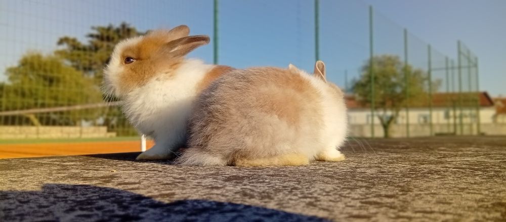 Descubra a Magia dos Coelhos Anões!