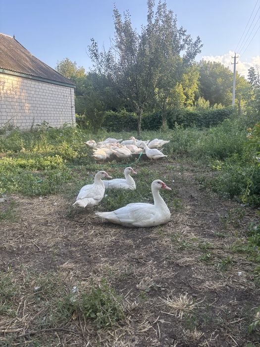 Продам Білих мускусних качок важкої німецької лінії на племя