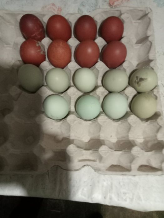 Яйце для інкубації. Півнів півники