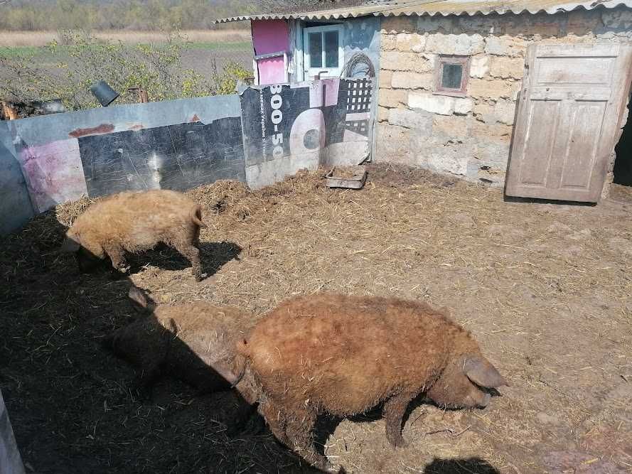 Продам хряка породи Угорська Мангалиця 2,5 років.Вага 150кг. Самовивіз