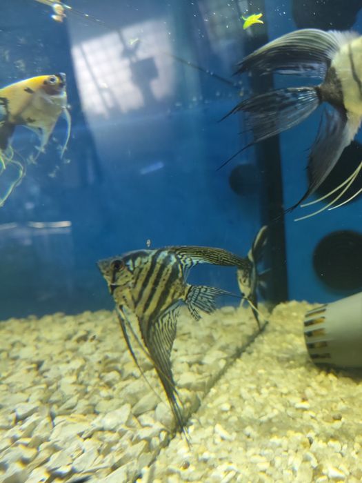 Escalares Pterophyllum scalare