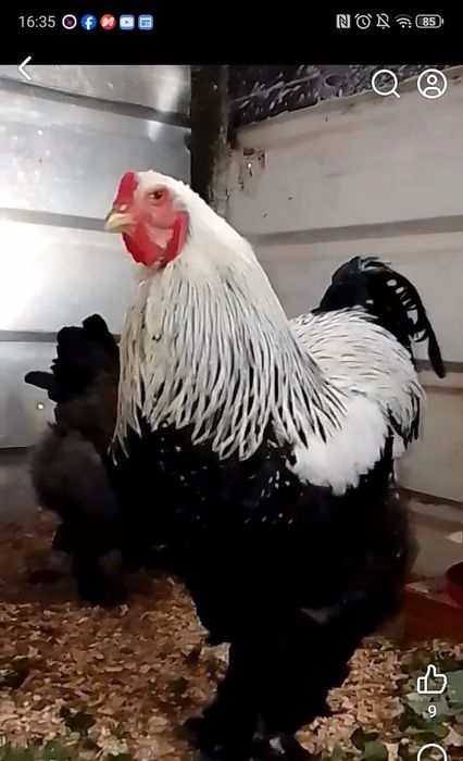 Ovos disponível brahmas