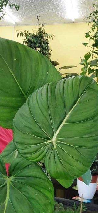 Комнатные адаптированные цветули