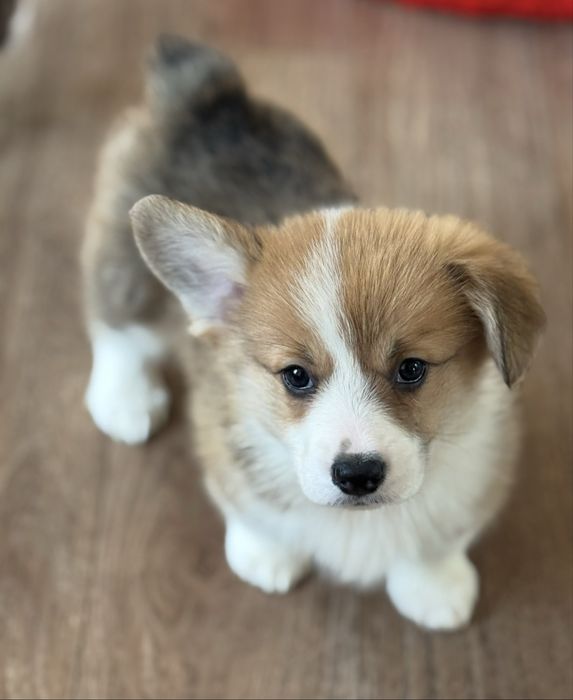 Чудові Коргі малята Одеса