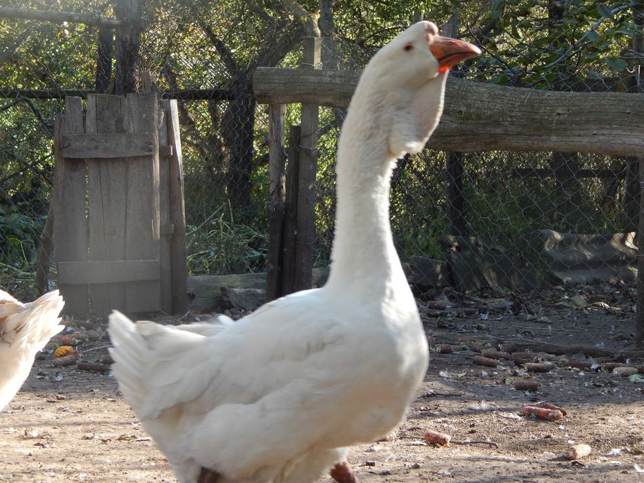 Продам гуси холмогори