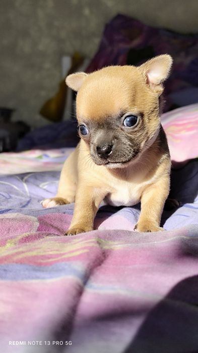 Хлопчик чихуахуа