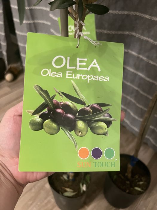 Оливкове деревце