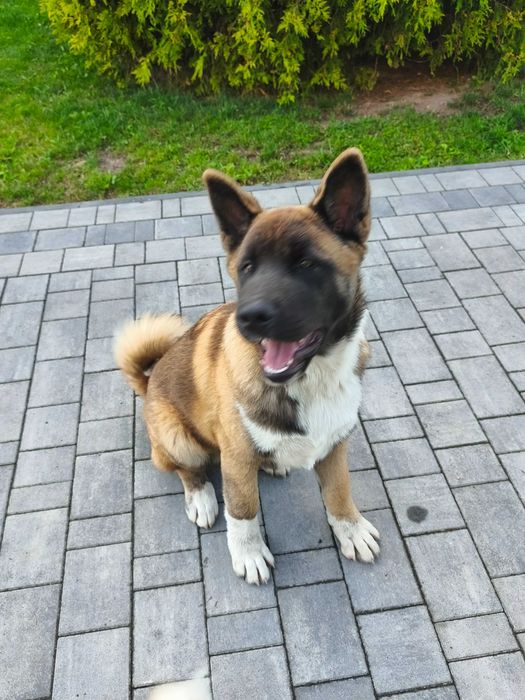 Akita Amerykańska szczeniak