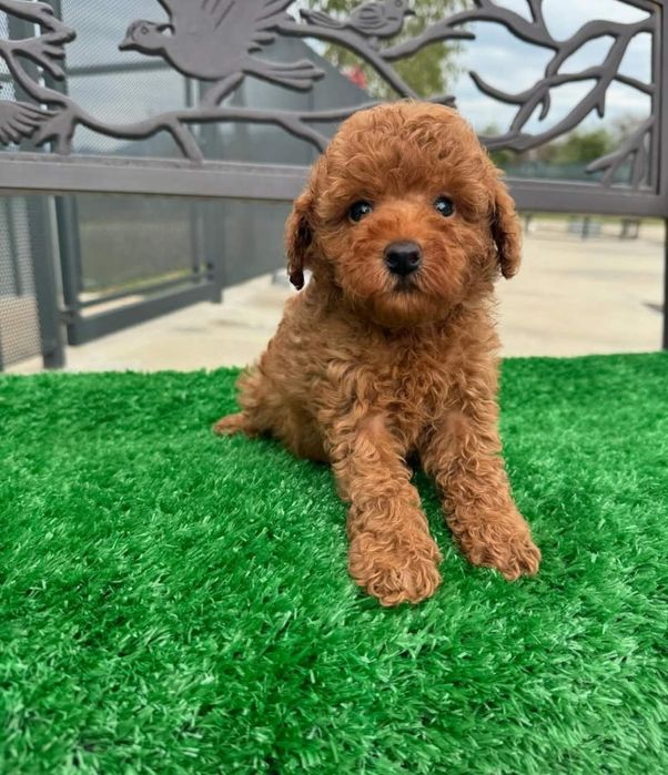 Малиш той пудель , красавчІк