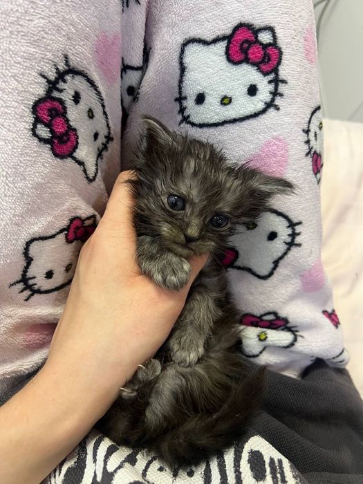 ТЕРМІНОВО! котиків у добрі руки
