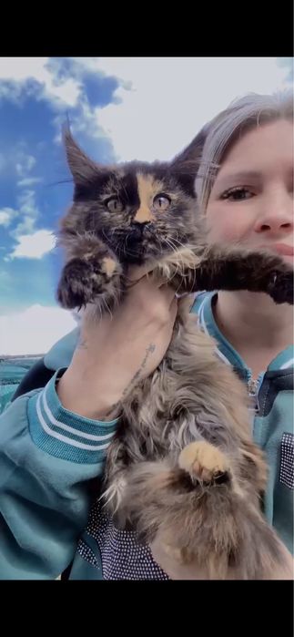 Кошенята породи Мейнкун