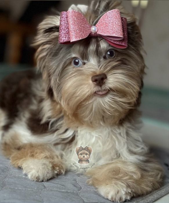 Цуценя Йоркширский терьер