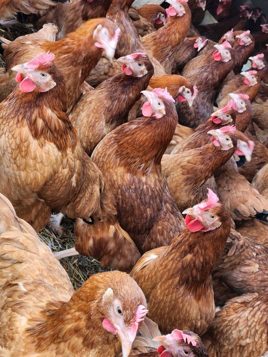 Kury Nioski młode z pierwszym jajkiem.Rosa Messa Leghorn Dominant.