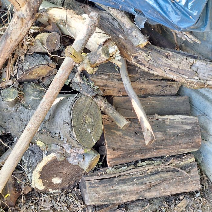 Drzewo owocowe do wędzenia