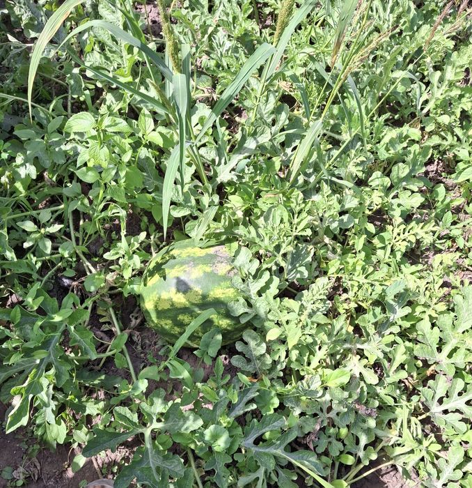 Від власника продається будинок.