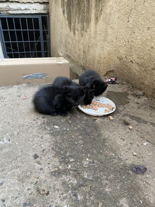 5 котят и мама кошка, ищут дом