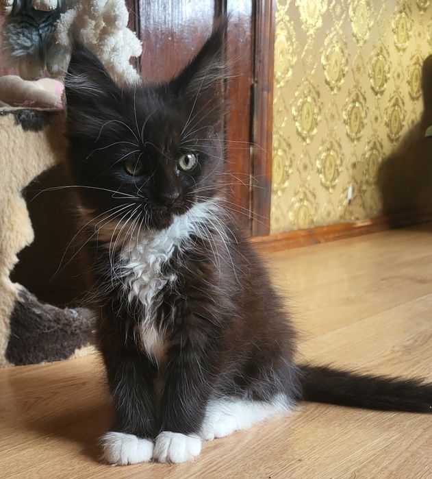 Котенок Мейн-кун,девочка,питомник